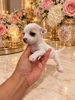 Nala, a female Chihuahua for sale in Orlando, FL – 5 of 5