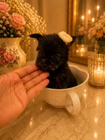 Ebony, a female Yorkshire Terrier for sale in Orlando, FL – 5 of 5