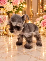 Chanel chocolate salt pepper, a female Miniature Schnauzer for sale in Orlando, FL – 4 of 5