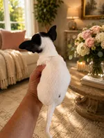 Nina, a female Chihuahua for sale in Orlando, FL – 4 of 6