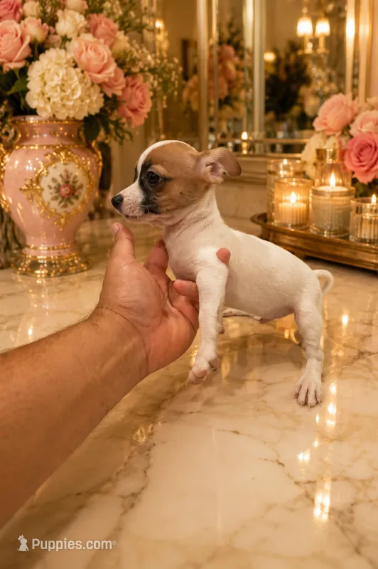 Hugo – Chihuahua puppy for sale in Orlando, FL