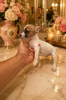 Hugo, a male Chihuahua for sale in Orlando, FL – 1 of 5