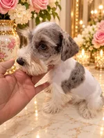 Hugo tricolor merle BLUE eyes, a male Miniature Schnauzer for sale in Orlando, FL – 2 of 5