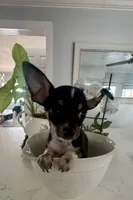 Tiny Ebony, a female Chihuahua for sale in Orlando, FL – 2 of 5