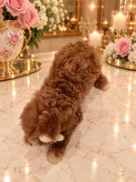 Loui, a male Poodle - Toy  for sale in Orlando, FL – 5 of 6
