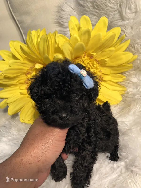 Loui tiny toy – Poodle - Toy  puppy for sale in Orlando, FL