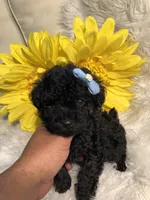 Loui tiny toy, a male Poodle - Toy  for sale in Orlando, FL – 1 of 9