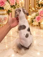 Hugo tricolor merle BLUE eyes, a male Miniature Schnauzer for sale in Orlando, FL – 5 of 5