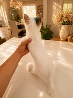Diamond TOY SIZE, a male Chinese Crested for sale in Orlando, FL – 4 of 4
