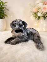 loui, a male Miniature Schnauzer for sale in Orlando, FL – 4 of 6