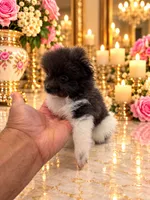 TEACUP Liza white and silver, a female Pomeranian for sale in Orlando, FL – 2 of 3