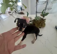 Tiny Lulu, a female Chihuahua for sale in Orlando, FL – 4 of 6