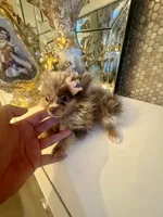Diva chocolate merle , a female Pomeranian for sale in Orlando, FL – 6 of 6