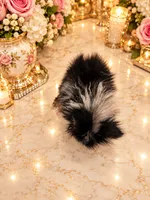 Tiny Alex, a male Pomeranian for sale in Orlando, FL – 4 of 6