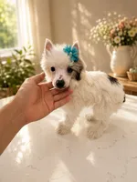 Hugo TOY SIZE, a male Chinese Crested for sale in Orlando, FL – 3 of 3
