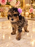 Chloe Red Phantom Merle, a female Poodle - Toy  for sale in Orlando, FL – 1 of 6