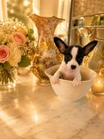 Layla, a female Chihuahua for sale in Orlando, FL – 4 of 5