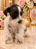 Godiva chocolate n white GREEN EYES, a female Miniature Schnauzer for sale in Orlando, FL – 2 of 5
