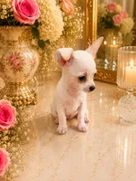 Nico, a male Chihuahua for sale in Orlando, FL – 4 of 5