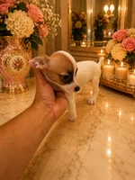 Hugo, a male Chihuahua for sale in Orlando, FL – 3 of 5
