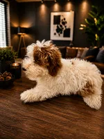 Kenzo white and red , a male Miniature Goldendoodle for sale in Orlando, FL – 4 of 5