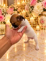 Mark , a male Chihuahua for sale in Orlando, FL – 2 of 6