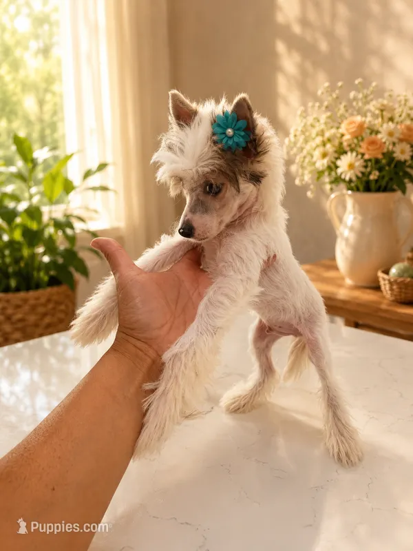 Diamond TOY SIZE – Chinese Crested puppy for sale in Orlando, FL