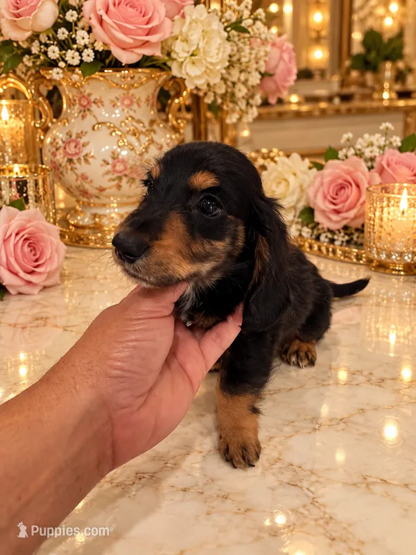 Enzo LONG HAIR – Miniature Dachshund puppy for sale in Orlando, FL