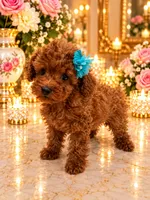 Loui, a male Poodle - Toy  for sale in Orlando, FL – 5 of 5