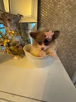 Layla, a female Pomeranian for sale in Orlando, FL – 2 of 5