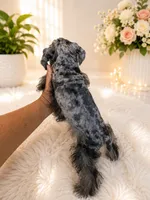 loui, a male Miniature Schnauzer for sale in Orlando, FL – 6 of 6