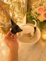 Layla, a female Chihuahua for sale in Orlando, FL – 3 of 5