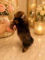 Jordi Chocolate color, a male Yorkshire Terrier for sale in Orlando, FL – 4 of 6