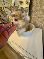 Nalah, a female Pomeranian for sale in Orlando, FL – 1 of 7