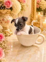 Loui, a male Chihuahua for sale in Orlando, FL – 3 of 4