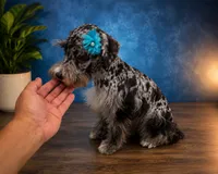 Hugo  tri color, a male Miniature Schnauzer for sale in Orlando, FL – 5 of 6