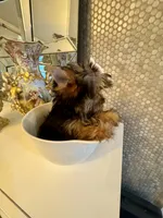 Tiny Rose, a female Yorkshire Terrier for sale in Orlando, FL – 3 of 5