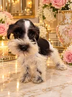 Godiva chocolate n white GREEN EYES, a female Miniature Schnauzer for sale in Orlando, FL – 5 of 5