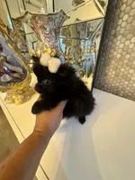 Bruno, a male Pomeranian for sale in Orlando, FL – 3 of 6