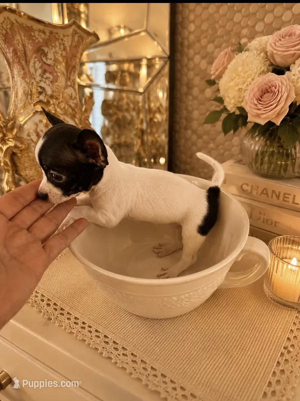 Layla – Chihuahua puppy for sale in Orlando, FL
