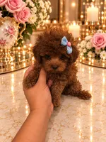 Lulu, a female Poodle - Toy  for sale in Orlando, FL – 2 of 4