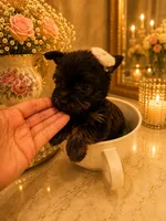 Ebony, a female Yorkshire Terrier for sale in Orlando, FL – 2 of 5