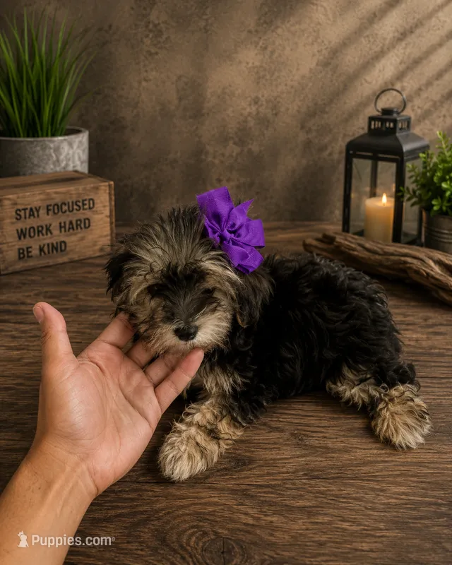 Nina small toy – Yorkshire Terrier puppy for sale in Orlando, FL