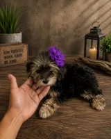Nina small toy, a female Yorkshire Terrier for sale in Orlando, FL – 1 of 4
