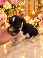 Liza Chocolate green eyes, a female Miniature Schnauzer for sale in Orlando, FL – 2 of 4