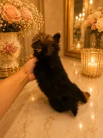 Lucca, a male Yorkshire Terrier for sale in Orlando, FL – 6 of 6