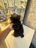 Tiny Rose, a female Yorkshire Terrier for sale in Orlando, FL – 2 of 5