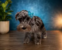 Hugo  tri color, a male Miniature Schnauzer for sale in Orlando, FL – 6 of 6