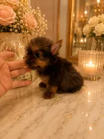 Jordi Chocolate color, a male Yorkshire Terrier for sale in Orlando, FL – 3 of 6