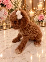 Loui, a male Poodle - Toy  for sale in Orlando, FL – 6 of 6